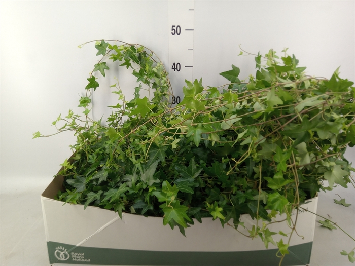 <h4>Hedera helix 'Jacobine'</h4>