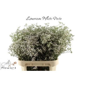 LIM WHITE NETO