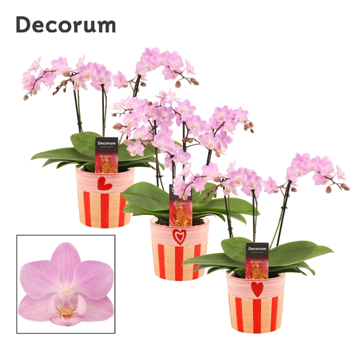 <h4>Phalaenopsis dazzling Cotton Candy 3-4 tak in Romée (Sympathetic</h4>