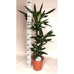Dracaena Janet Lind 24Ø 125cm 3pp