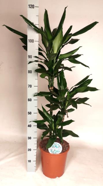 Dracaena Janet Lind 24Ø 125cm 3pp