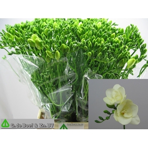 Freesia du Riga
