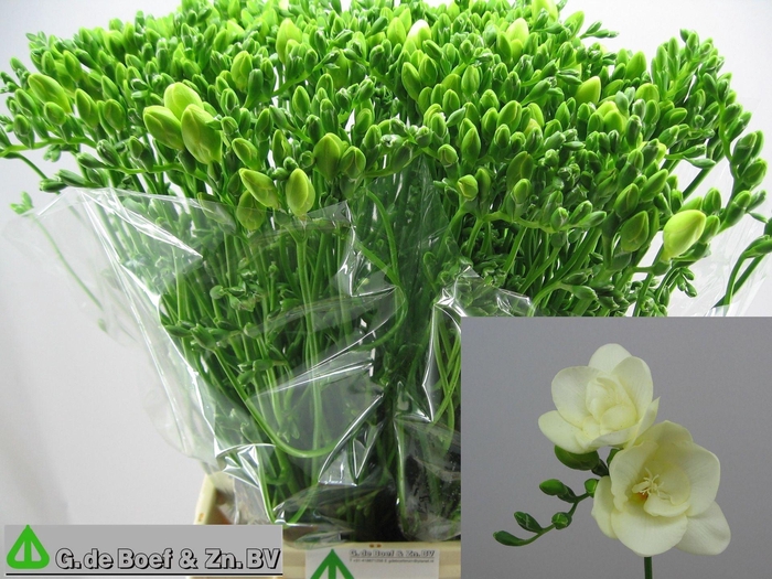 <h4>Freesia du Riga</h4>