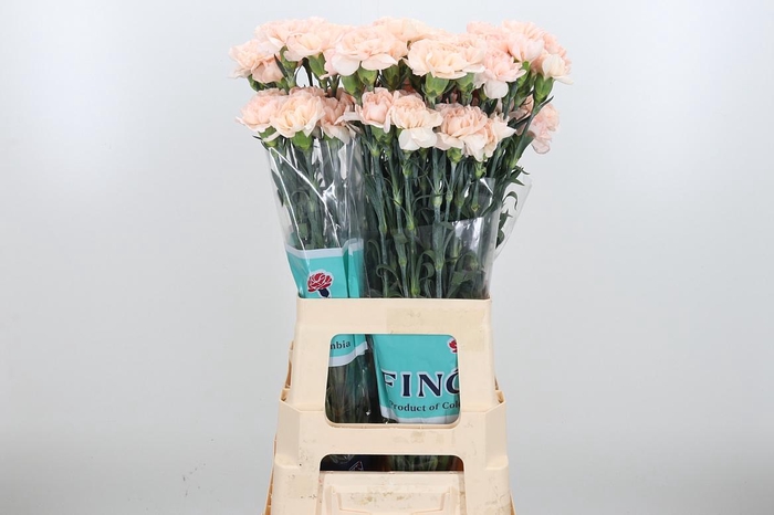 <h4>Di St Lizzy</h4>