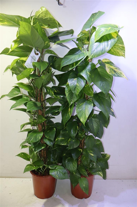 <h4>Epipr Mosstok</h4>