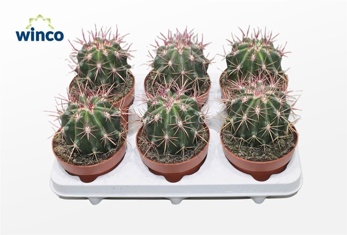 <h4>Ferocactus Stainessi</h4>