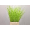 Betula paint green