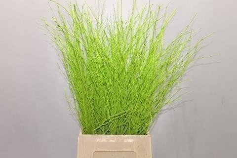 <h4>Betula paint green</h4>