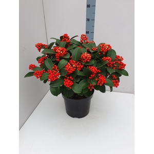 Veitchii 26cm 25+ tros