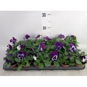 Viola wr. 'Alpha Purple White'