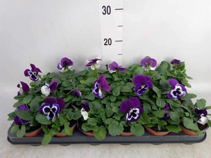 <h4>Viola wr. 'Alpha Purple White'</h4>