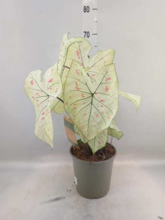 <h4>Caladium   ...</h4>