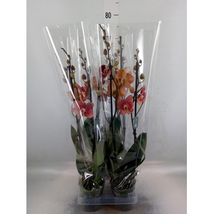 Phalaenopsis  'Ant Toulon'