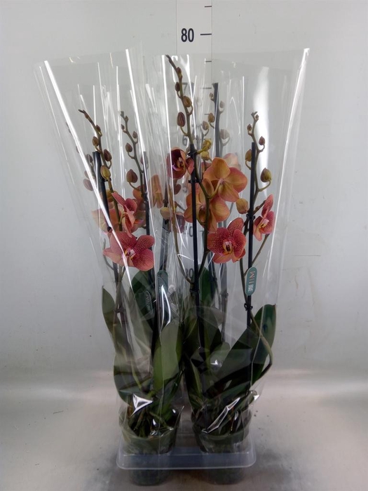 <h4>Phalaenopsis  'Ant Toulon'</h4>