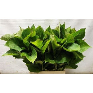 Hydr Macrophyll Blad