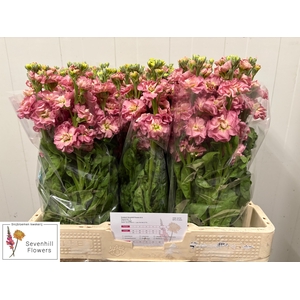 MATTH STOX ANTIQ ROS