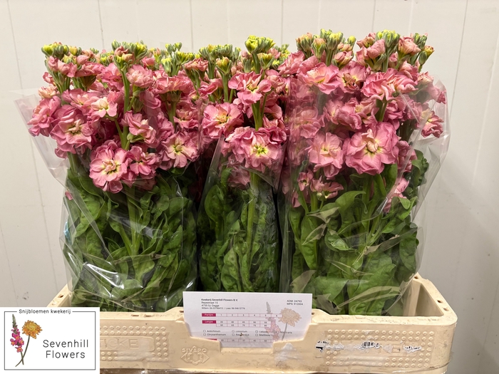 MATTH STOX ANTIQ ROS