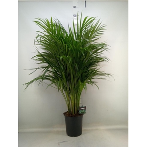 Dypsis lutescens   ...Chrysalidoca