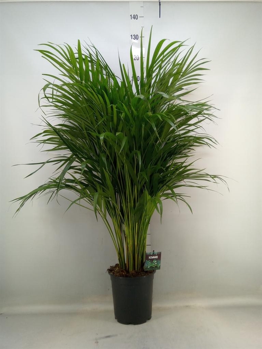 <h4>Dypsis lutescens   ...Chrysalidoca</h4>