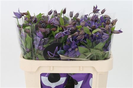 <h4>Clematis Amazing Geneva Blue</h4>