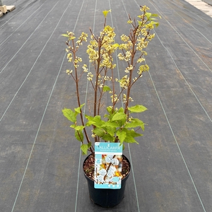 Callicarpa bod. 'Magical Snowstar'