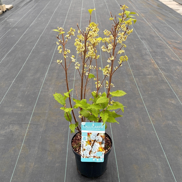 <h4>Callicarpa bod. 'Magical Snowstar'</h4>