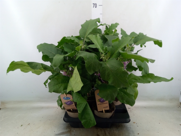 <h4>Solanum melongena  ...Aubergine</h4>