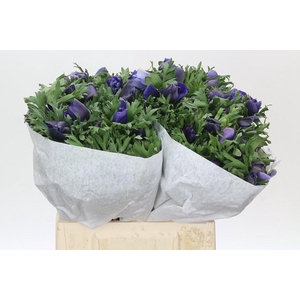 Anemone Mistral Plus Blue