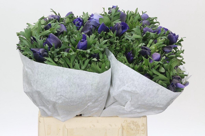 Anemone Mistral Plus Blue