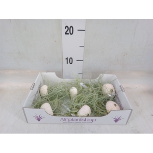 Arr.  Tillandsia L%
