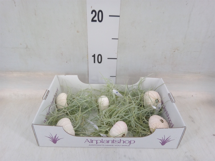 <h4>Arr.  Tillandsia L%</h4>
