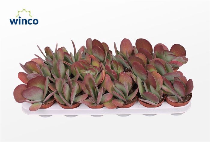 <h4>Kalanchoe Thyrsiflora</h4>