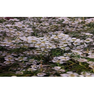 Wax Grace (White, 40 gr/ps)