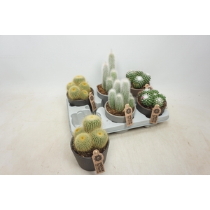 CACTUS GEM