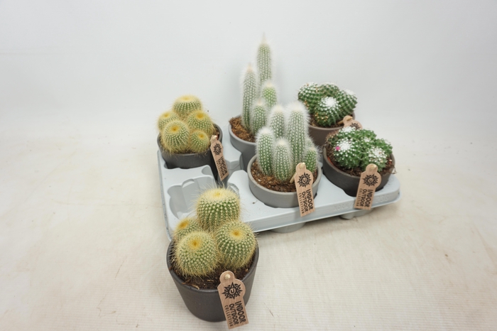 <h4>CACTUS GEM</h4>