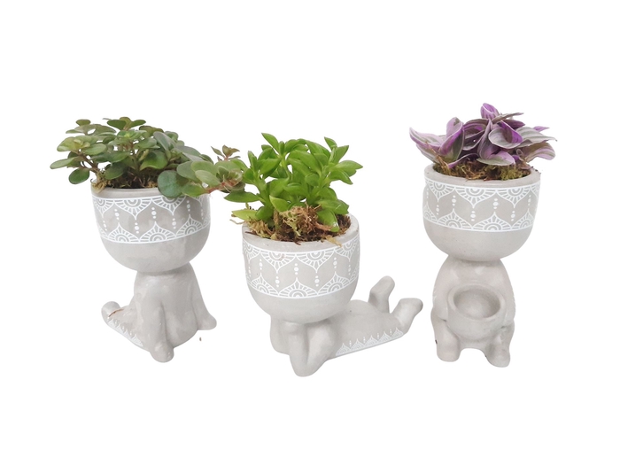 <h4>Arr.   Kamerplant Groen L%</h4>