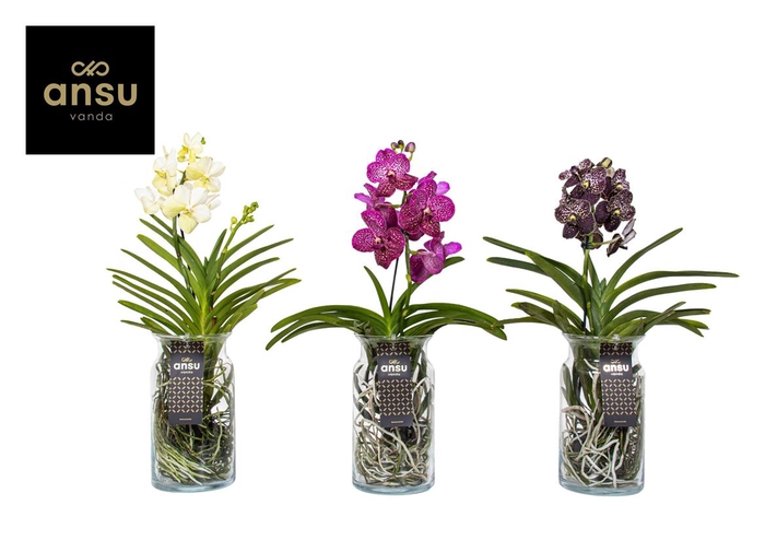 <h4>Vanda Gemengd Glas Bose XL</h4>