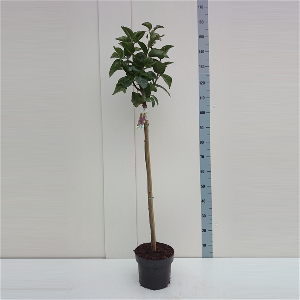 <h4>Syringa v. 'Charles Joly' 80ST</h4>