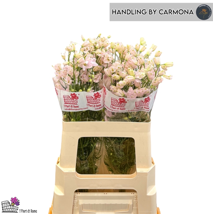 <h4>DELPH EN M SUG PINK</h4>