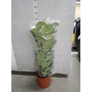 Ficus lyrata