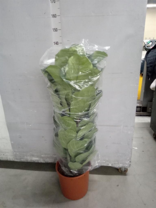 <h4>Ficus lyrata</h4>
