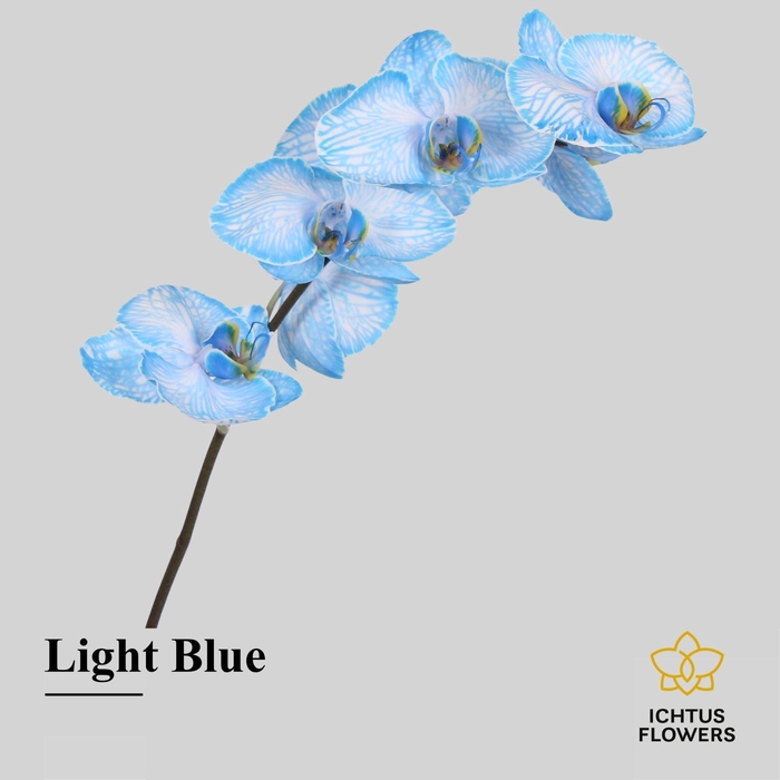 <h4>Phalaenopsis</h4>