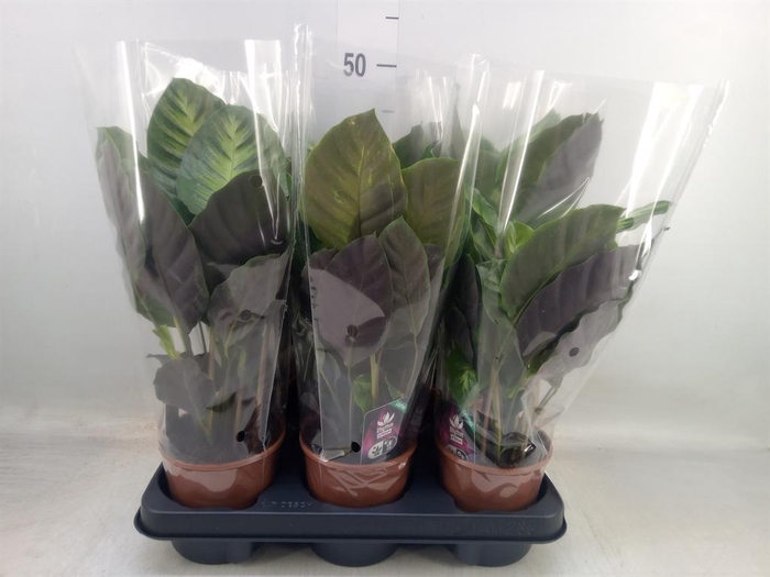 <h4>Calathea   ...</h4>