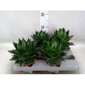 Aloe aristata 'Cosmo'