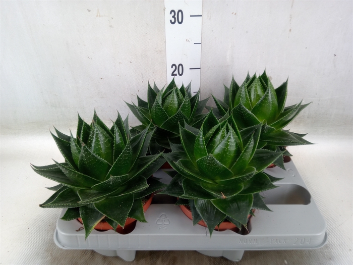<h4>Aloe aristata 'Cosmo'</h4>