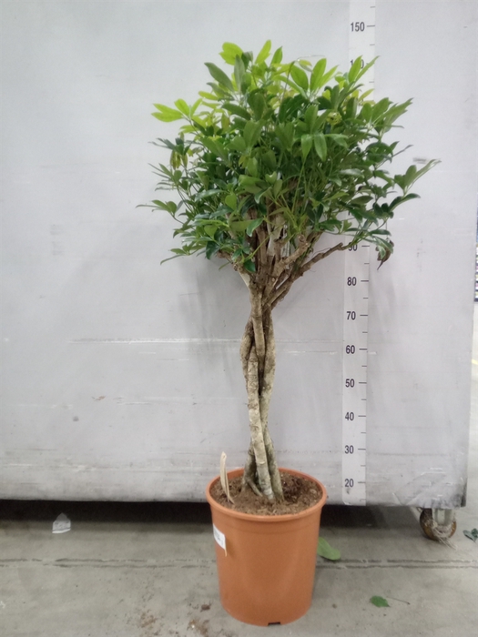 <h4>Schefflera arbor. 'Compacta'</h4>