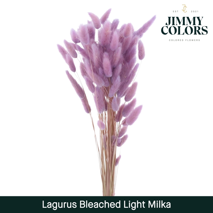 Lagurus bleached Light Milka