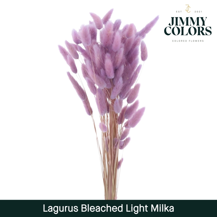 <h4>Lagurus Bleached Light Milka</h4>