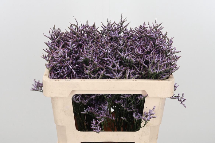 <h4>Lim Saf Lilac</h4>