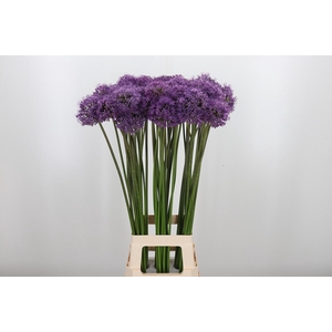Allium Gladiator